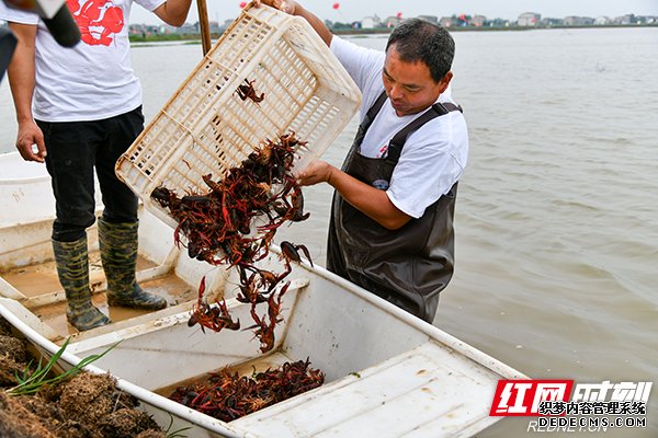 口口相传的“虾将军”故事揭秘 龙虾美食发源地在湘阴