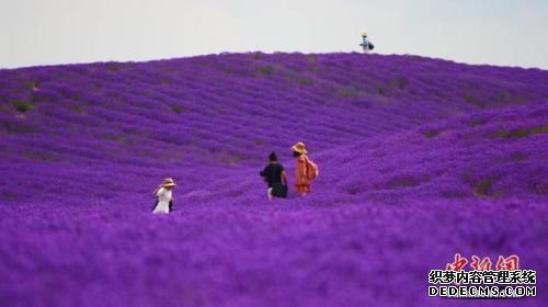 伊犁6万亩薰衣草盛开照片曝光美如画！伊犁6万亩薰衣草盛开组图