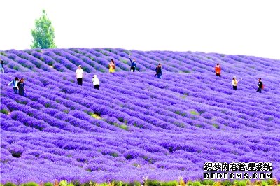 新疆霍城县芳香之旅醉游人（图）