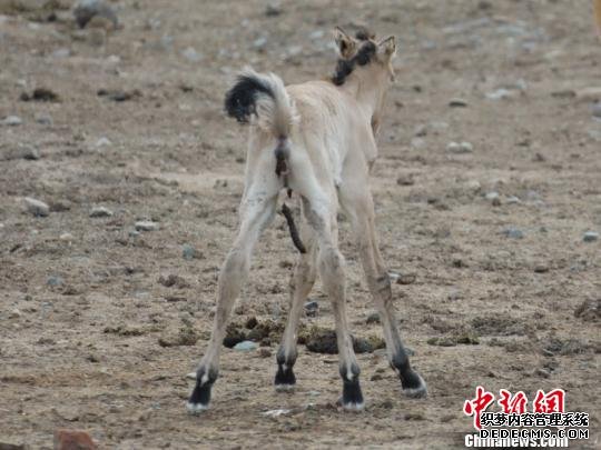 新疆第699匹野马宝宝诞生野马保护成效显著