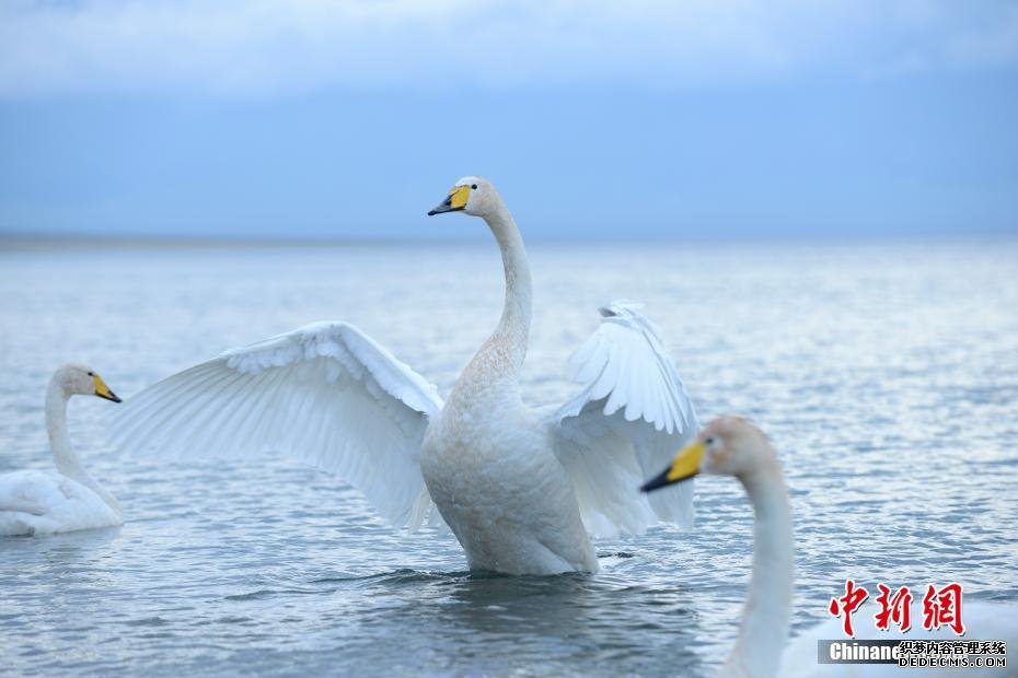 新疆赛里木湖夏日美景如画