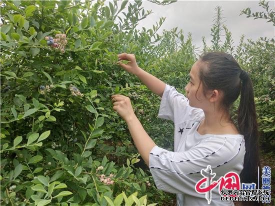 溧阳白露山第八届蓝莓采摘节开釆暨健康新饮品发布