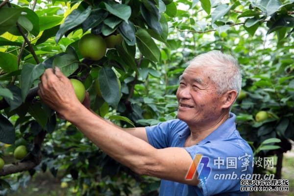 1个卖10元 宁波地产蜜梨抢“鲜”上市