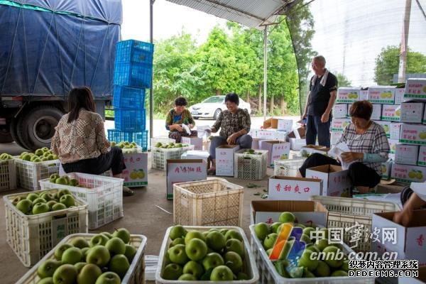 1个卖10元 宁波地产蜜梨抢“鲜”上市