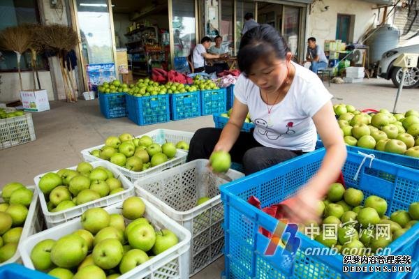 1个卖10元 宁波地产蜜梨抢“鲜”上市