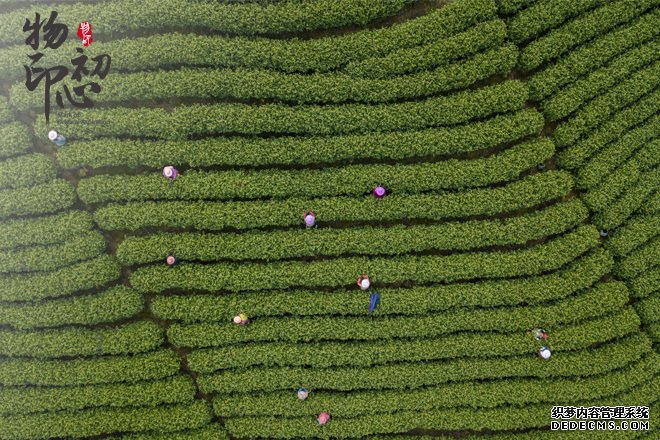 2018年3月，采茶工们在浙江省安吉县溪龙乡黄杜村的茶山上采摘春茶