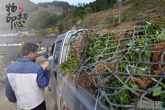 2018年10月，在四川省青川县，当地村民向白茶种植地运送白茶苗