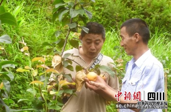  村主任刘学林(左)与刘勇探讨六月雪梨的管护。雨城区委宣传部供图