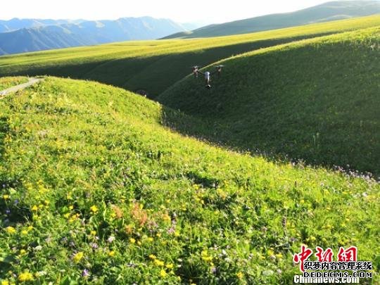 进入7月中旬以来，新疆巩乃斯草原各种花儿竞相开放，在漫山遍野目不暇接的美景中，一团团、一族族的花儿绚丽多姿，娇艳欲滴，宛如仙境。　史玉江　摄