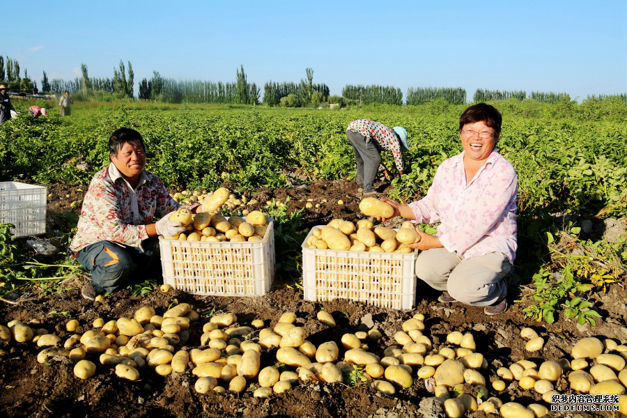 温宿县：土豆丰收农民乐