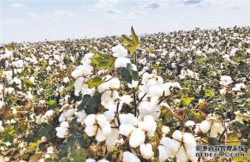 新疆生产建设兵团棉花产区调研记