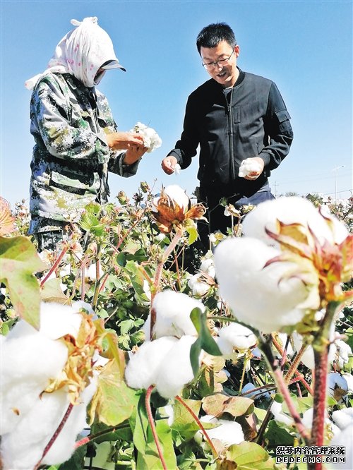 新疆生产建设兵团棉花产区调研记