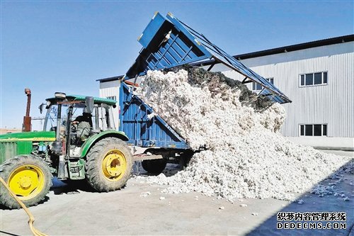 新疆生产建设兵团棉花产区调研记