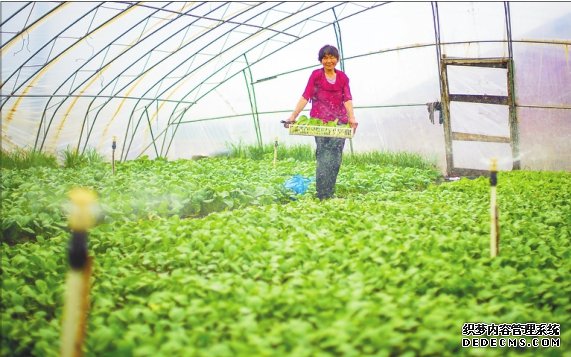 看病报销住上新房种上大棚 老金头迎来好日子