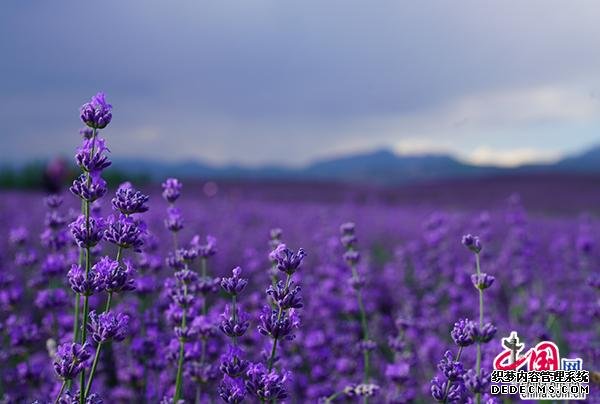 【新时代·幸福美丽新边疆】头脑灵活了，腰包鼓起了！新疆人这样走上康庄大道