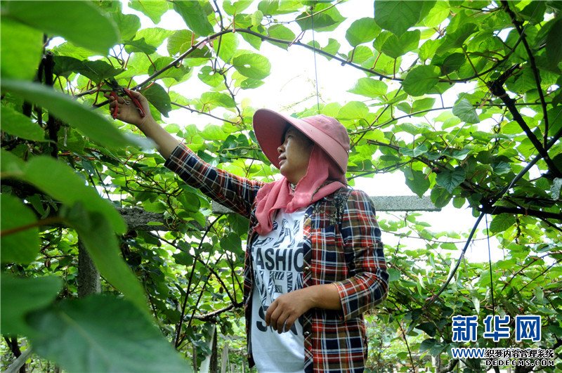 航拍贵州修文猕猴桃种植基地：“小果子”做成