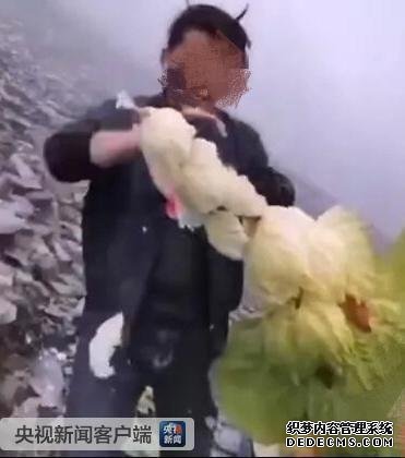 连根拔起一生只开一次花的塔黄 男子破坏高原植