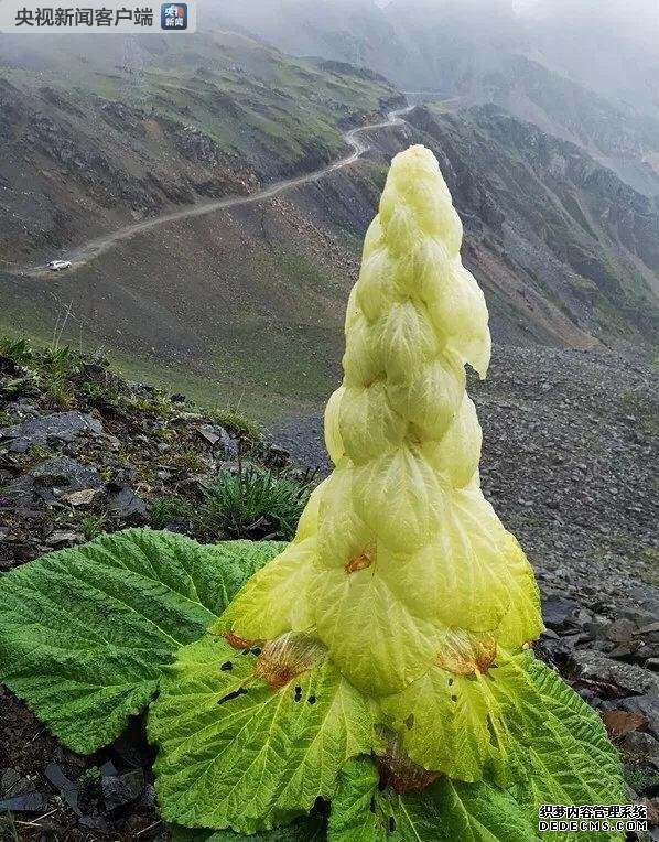 连根拔起一生只开一次花的塔黄 男子破坏高原植