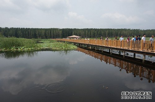 【瓣瓣同心·协同五年谱新篇】白洋淀“荷塘苇海