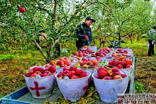 “触电”之后，阿克苏苹果“熟”了