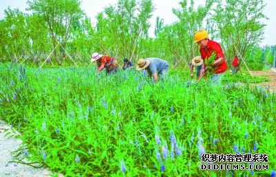 北京朝阳黑庄户拆违添绿副中心廊道