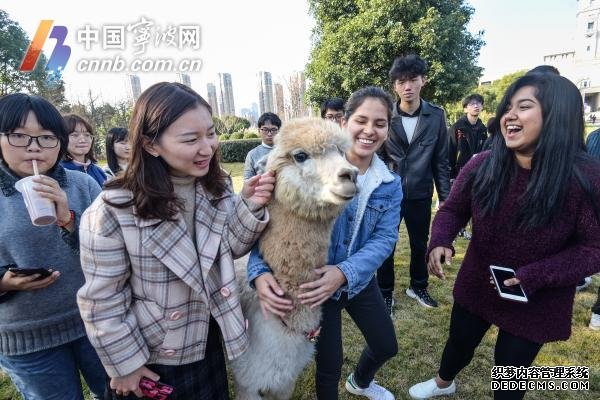 又到考试季 宁波一高校牵来萌宠给老师学生减压