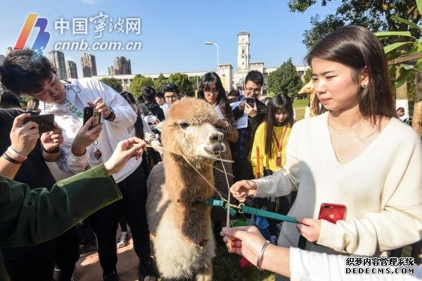 又到考试季 宁波一高校牵来萌宠给老师学生减压