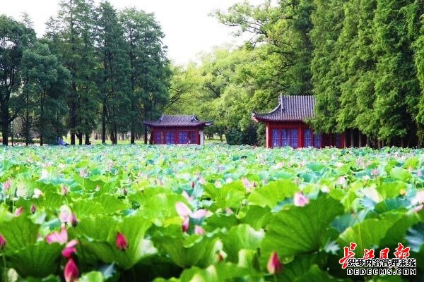 末伏来东湖赏两个国家级荷园，品荷塘特色美食