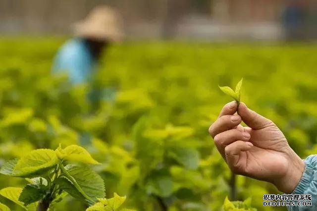 这座与太湖同名的古镇，藏着与众不同的茶俗和别致的美味