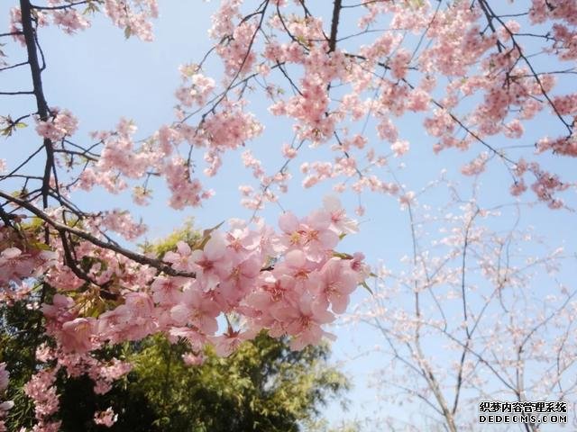 这里的樱花比日本还美，被誉为“世界三大赏樱胜地之一”