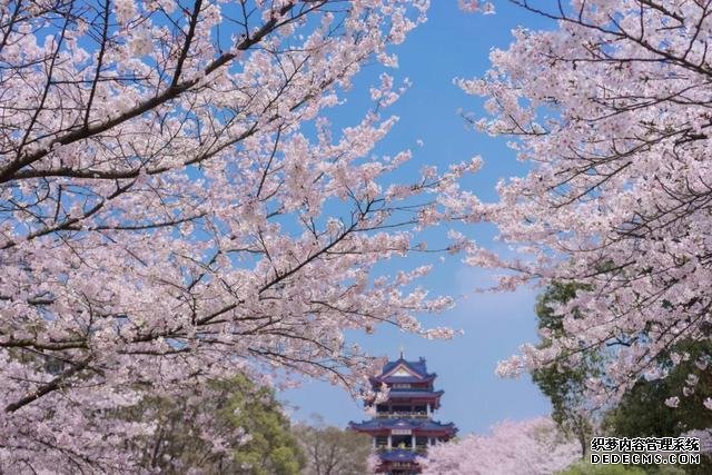 这里的樱花比日本还美，被誉为“世界三大赏樱胜地之一”