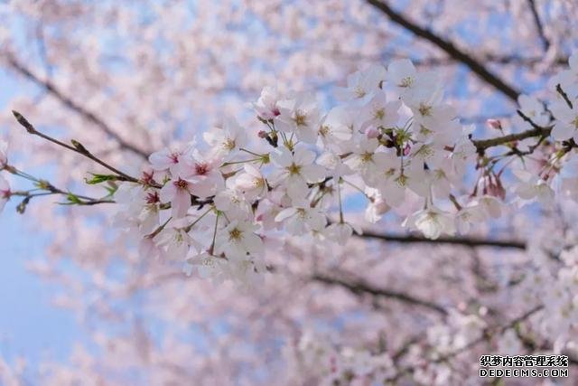 这里的樱花比日本还美，被誉为“世界三大赏樱胜地之一”