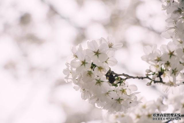 赏花季，北京这个樱花盛放的公园，吸引游客无数