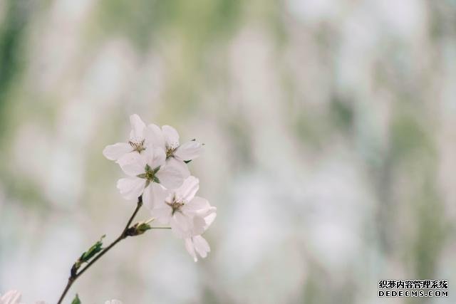 赏花季，北京这个樱花盛放的公园，吸引游客无数