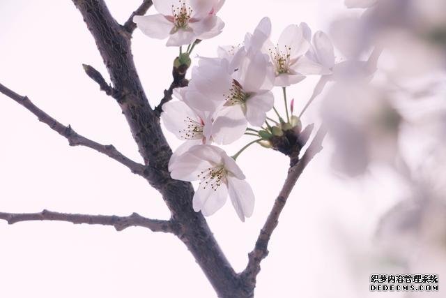 赏花季，北京这个樱花盛放的公园，吸引游客无数