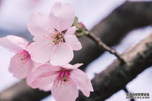 赏花季，北京这个樱花盛放的公园，吸引游客无数