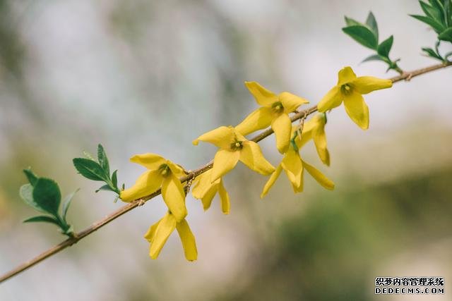 赏花季，北京这个樱花盛放的公园，吸引游客无数