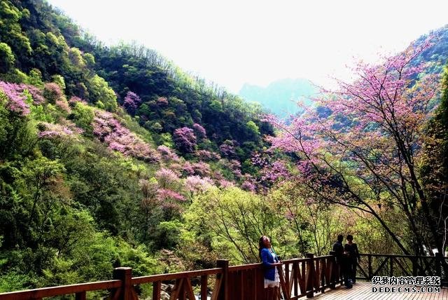 四月紫荆漫山开，大美青川等您来