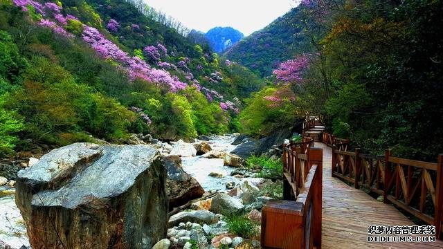 四月紫荆漫山开，大美青川等您来