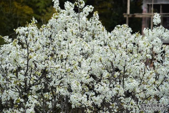 你好，我是梨白桃红、油菜花黄满山野的婺源