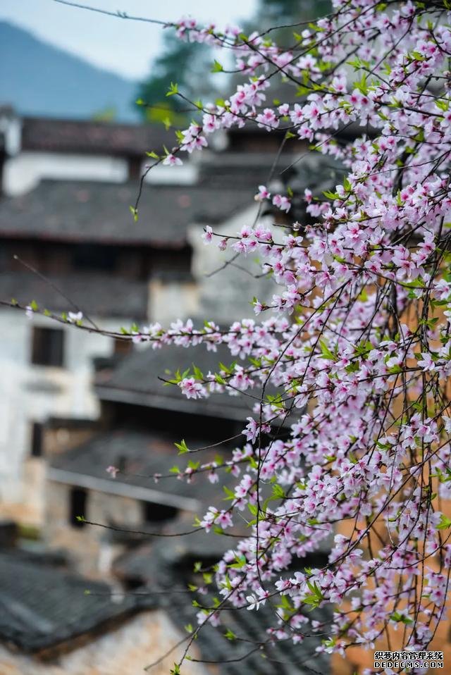 你好，我是梨白桃红、油菜花黄满山野的婺源