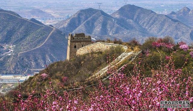 北京最美杏花所在地，人少景美，已正式进入花期