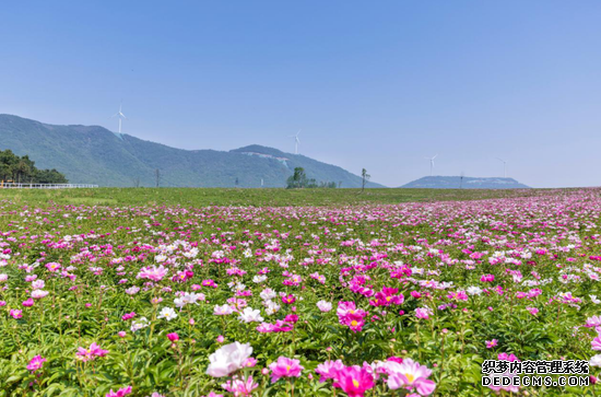 美景、美食、美拍 新浪安徽带队吃瓜