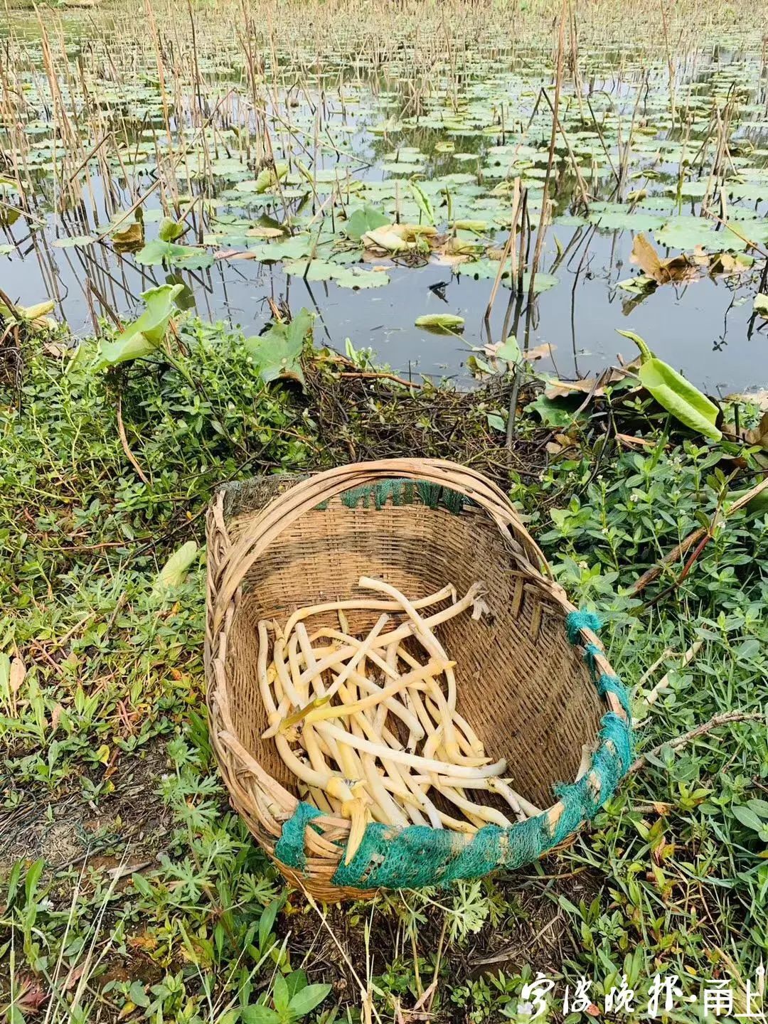 价格堪比杨梅 宁波人爱吃的这两种美食上市 尝鲜