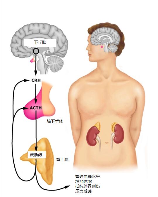 现代人的健身问题溯源：我的心理状态早已追不上刻苦训练的自己