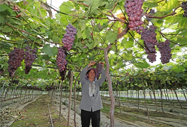 10000张优惠券随便领、10000斤葡萄免费送、持续半个月的葡萄音乐美食嘉年华