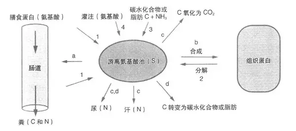 氮平衡一个不陌生的健身词，增肌进入了什么状态？