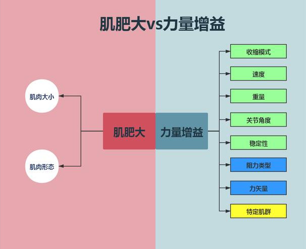 当你开始健身，身体会发生哪些变化？肌肉形态和力量增长分析