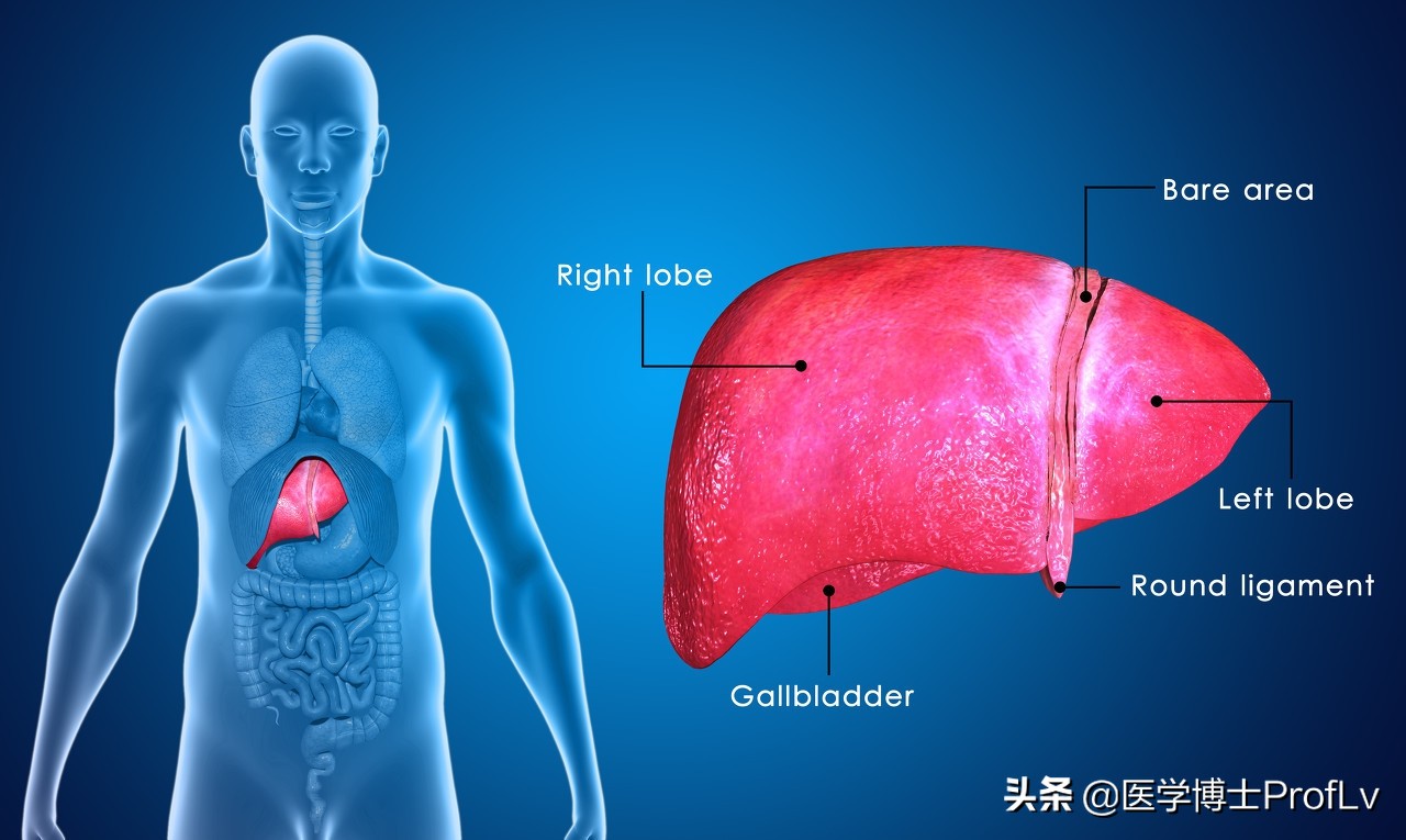 4个表现一出现，表明肝不好了，四类食物多吃无益，还是戒掉为好