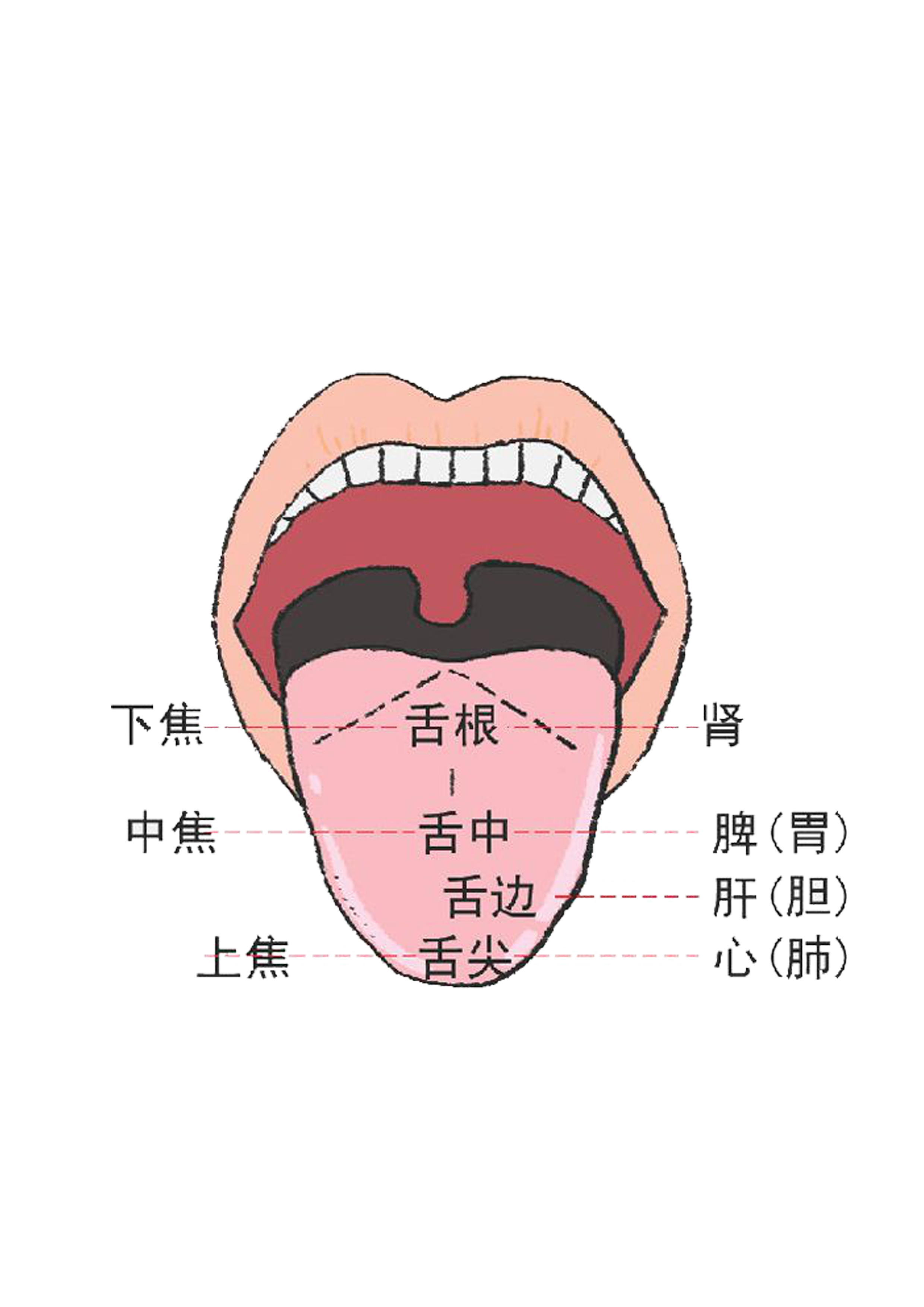 通过舌诊窥探身体的秘密